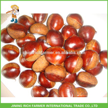 The Most Delicious Fresh Dandong Chinese Chestnut